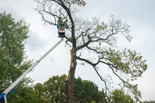 Trusted Cannon Af, NM Tree Service Experts